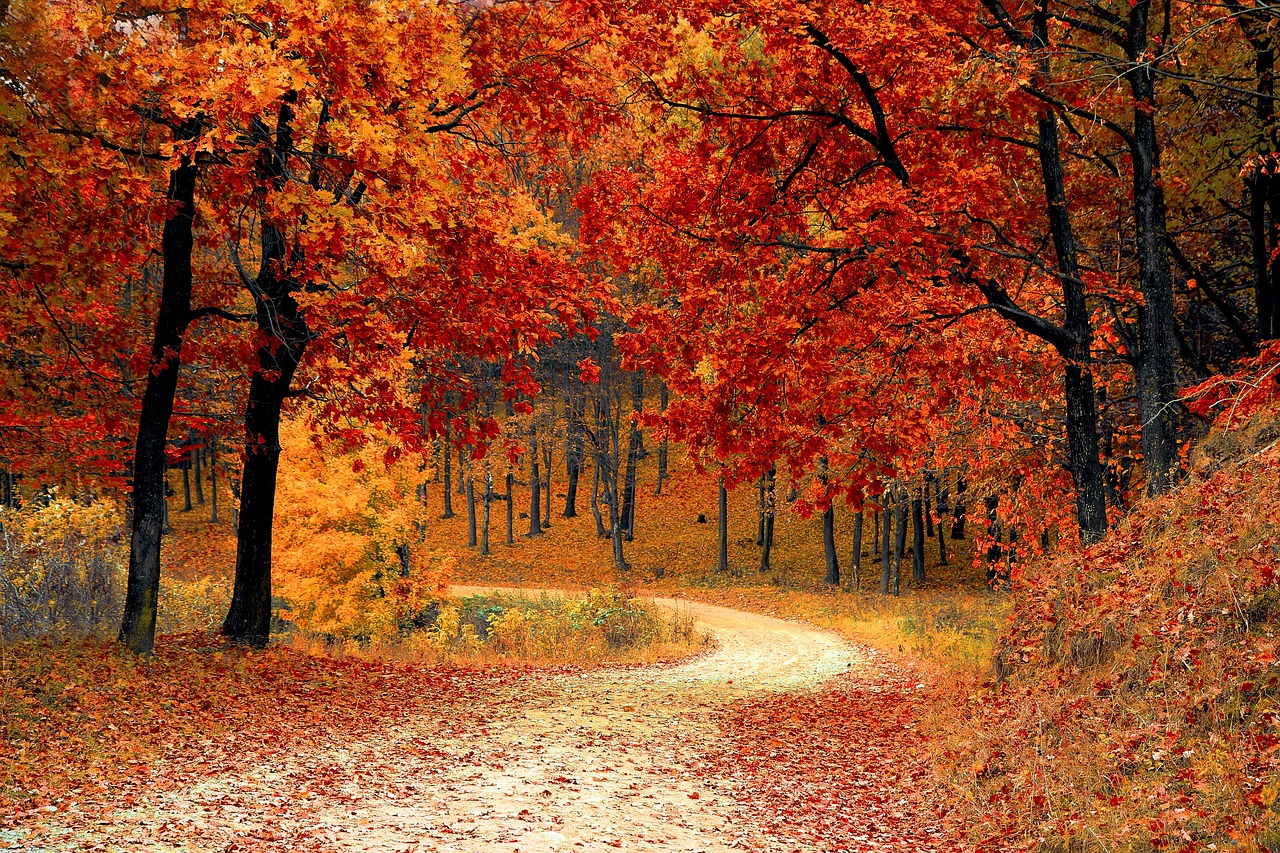 Foret 